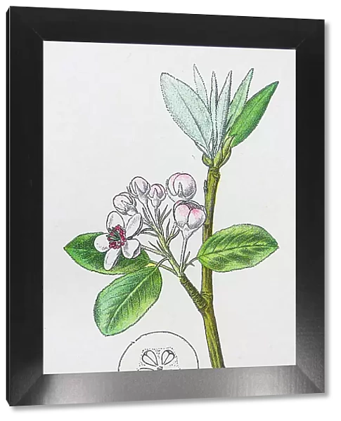 Antique botany illustration: Wild Pear, Pyrus communis