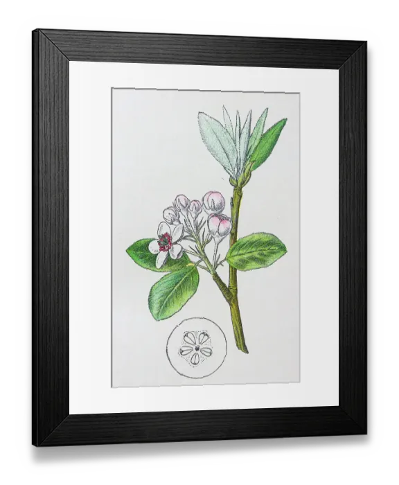 Framed Print : Antique botany illustration: Wild Pear, Pyrus communis Framed Print : Antique botany illustration: Wild Pear, Pyrus communis