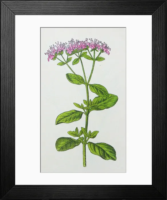 Framed Print : Antique botany illustration: Marjoram, Origanum vulgare Framed Print : Antique botany illustration: Marjoram, Origanum vulgare