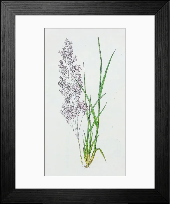 Framed Print : Antique botany illustration: Bent Grass, Agrostis vulgaris Framed Print : Antique botany illustration: Bent Grass, Agrostis vulgaris