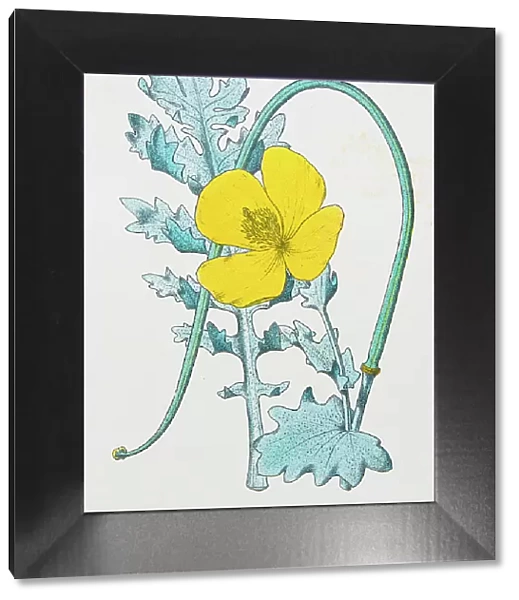 Antique botany illustration: Yellow Horn Poppy, Glaucium luteum