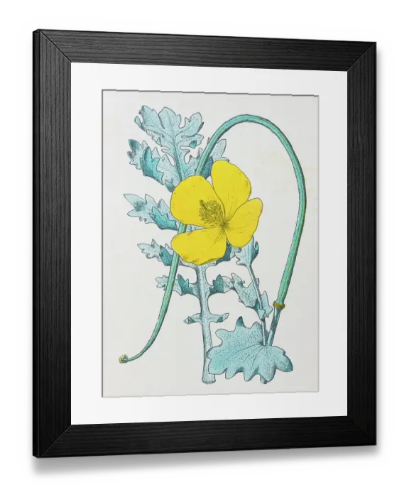 Framed Print : Antique botany illustration: Yellow Horn Poppy, Glaucium luteum Framed Print : Antique botany illustration: Yellow Horn Poppy, Glaucium luteum