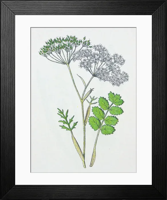 Framed Print : Antique botany illustration: Burnet Saxifrage, Pimpinella saxifraga Framed Print : Antique botany illustration: Burnet Saxifrage, Pimpinella saxifraga