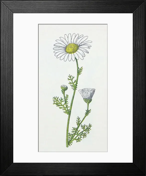 Framed Print : Antique botany illustration: Scentless Mayweed, Matricaria inodora Framed Print : Antique botany illustration: Scentless Mayweed, Matricaria inodora