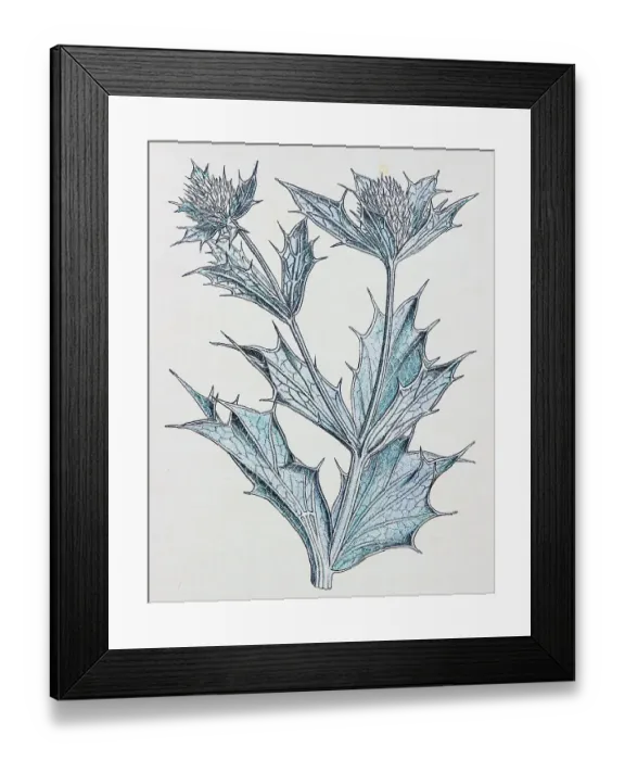 Framed Print : Antique botany illustration: Sea Holly, Eryngium maritimum Framed Print : Antique botany illustration: Sea Holly, Eryngium maritimum
