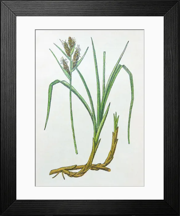 Framed Print : Antique botany illustration: Sea Sedge, Carex arenaria Framed Print : Antique botany illustration: Sea Sedge, Carex arenaria