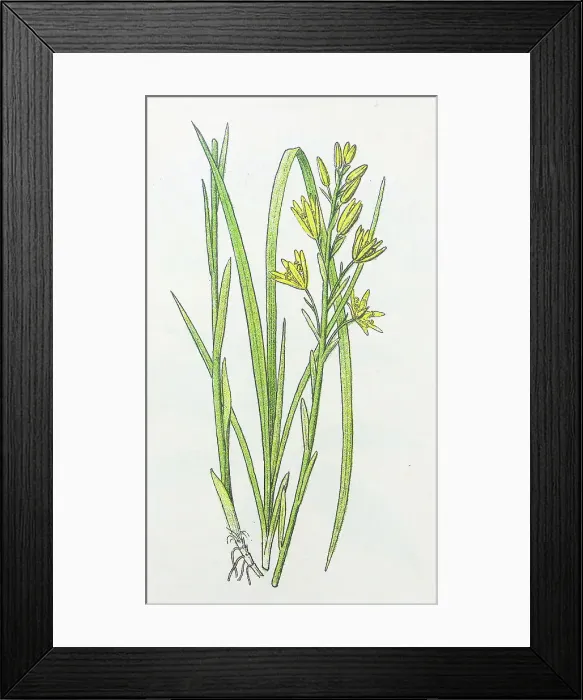 Framed Print : Antique botany illustration: Bog Asphodel, Narthecium ossifragum