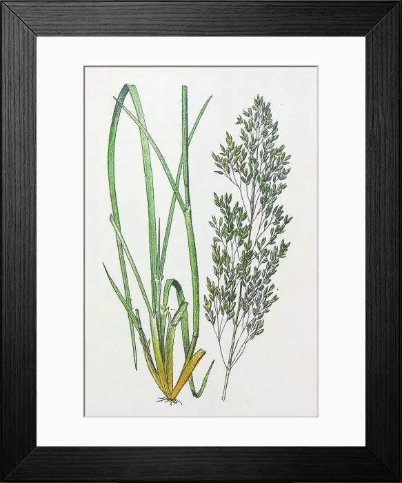 Framed Print : Antique botany illustration: Tufted Hair Grass, Deschampsia caespitosa Framed Print : Antique botany illustration: Tufted Hair Grass, Deschampsia caespitosa