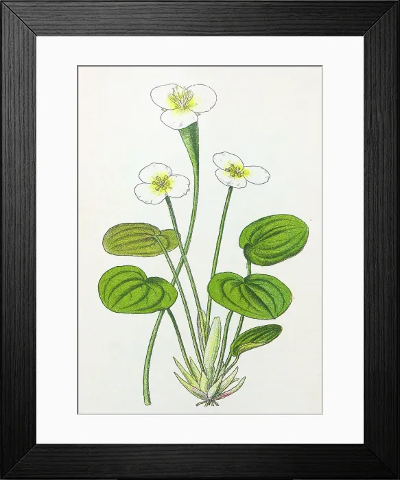 Framed Print : Antique botany illustration: Frog Bit, Hydrocharis morsus-rane Framed Print : Antique botany illustration: Frog Bit, Hydrocharis morsus-rane