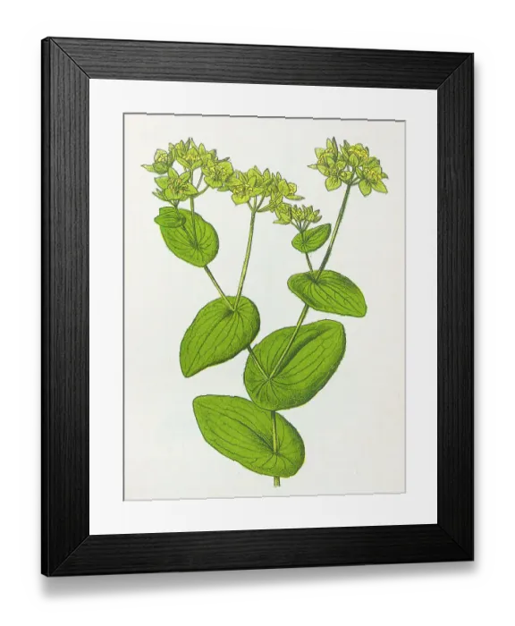 Framed Print : Antique botany illustration: Hare's ear, Bupleurum rotundifolium Framed Print : Antique botany illustration: Hare's ear, Bupleurum rotundifolium