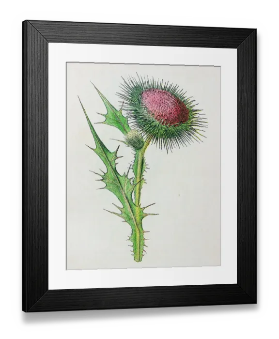 Framed Print : Antique botany illustration: Spear Plume Thistle, Cnicus lanceolatus Framed Print : Antique botany illustration: Spear Plume Thistle, Cnicus lanceolatus