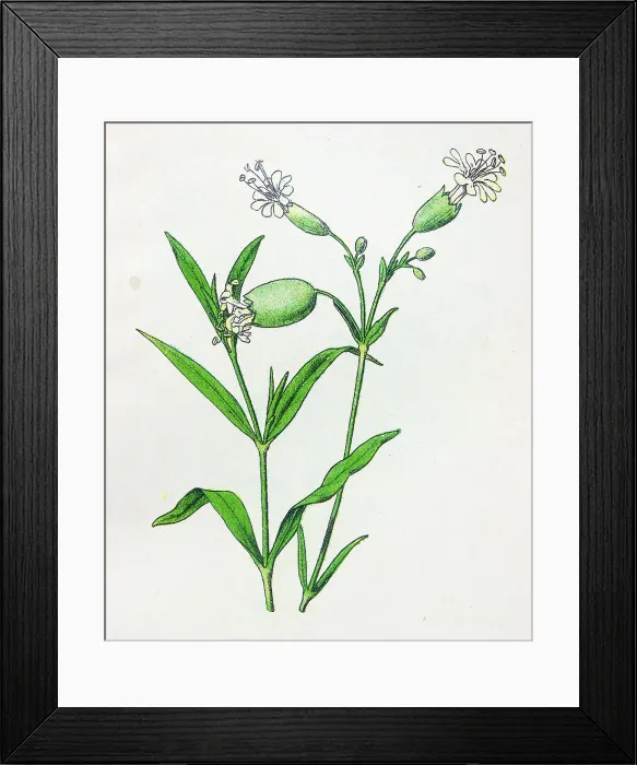 Framed Print : Antique botany illustration: Bladder Campion, Silene cucubalus Framed Print : Antique botany illustration: Bladder Campion, Silene cucubalus