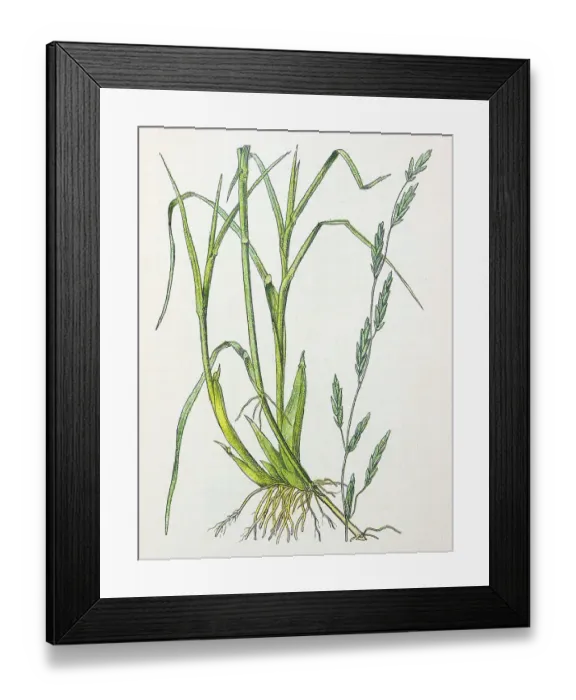 Framed Print : Antique botany illustration: Manna grass, Glyceria fluitans Framed Print : Antique botany illustration: Manna grass, Glyceria fluitans