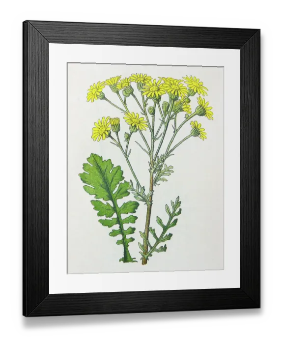 Framed Print : Antique botany illustration: Ragwort, Senecio jacobaea Framed Print : Antique botany illustration: Ragwort, Senecio jacobaea