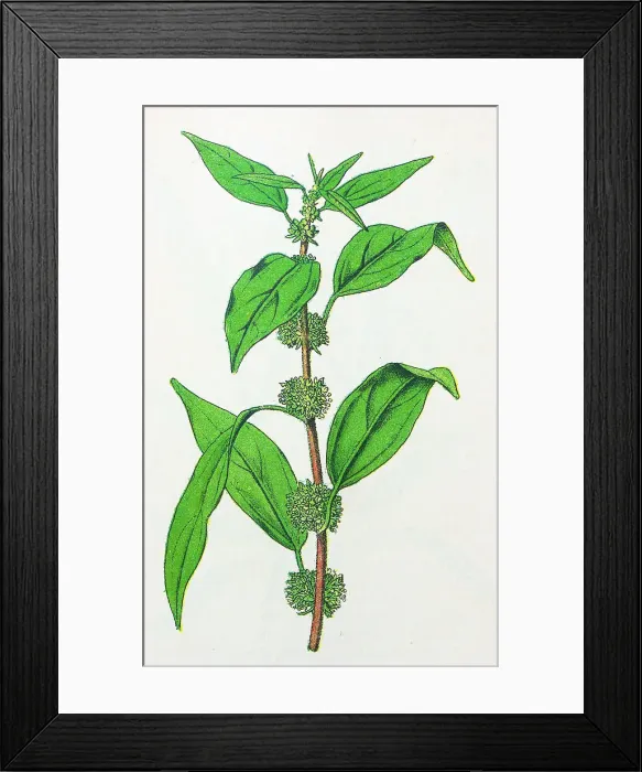 Framed Print : Antique botany illustration: Pellitory, Parietaria officinalis Framed Print : Antique botany illustration: Pellitory, Parietaria officinalis