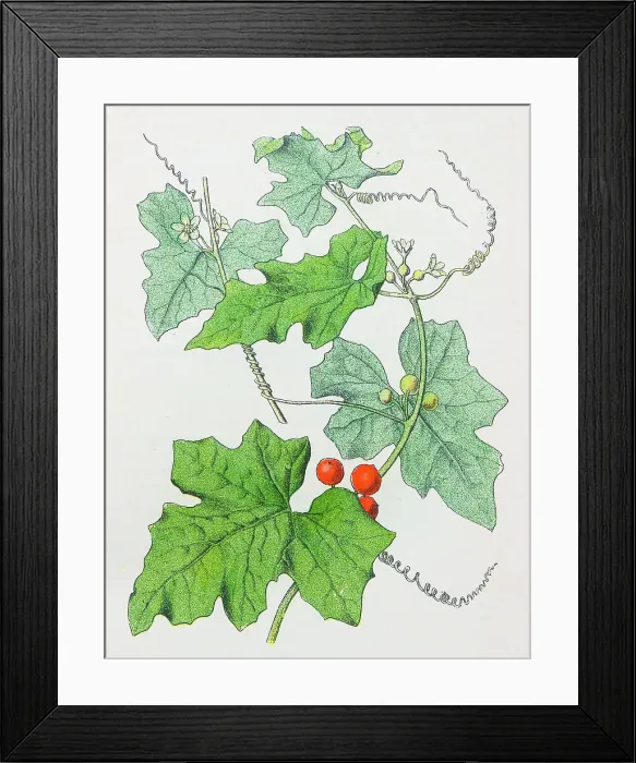 Framed Print : Antique botany illustration: White Bryony, Bryonia dioica Framed Print : Antique botany illustration: White Bryony, Bryonia dioica