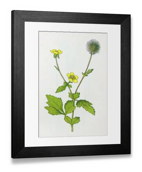 Framed Print : Antique botany illustration: Wood Avens, Herb Bennet, Geum urbanum Framed Print : Antique botany illustration: Wood Avens, Herb Bennet, Geum urbanum
