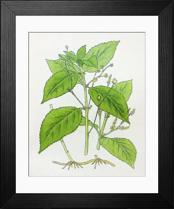 Framed Print : Antique botany illustration: Perennial Mercury, Mercurialis perennis Framed Print : Antique botany illustration: Perennial Mercury, Mercurialis perennis