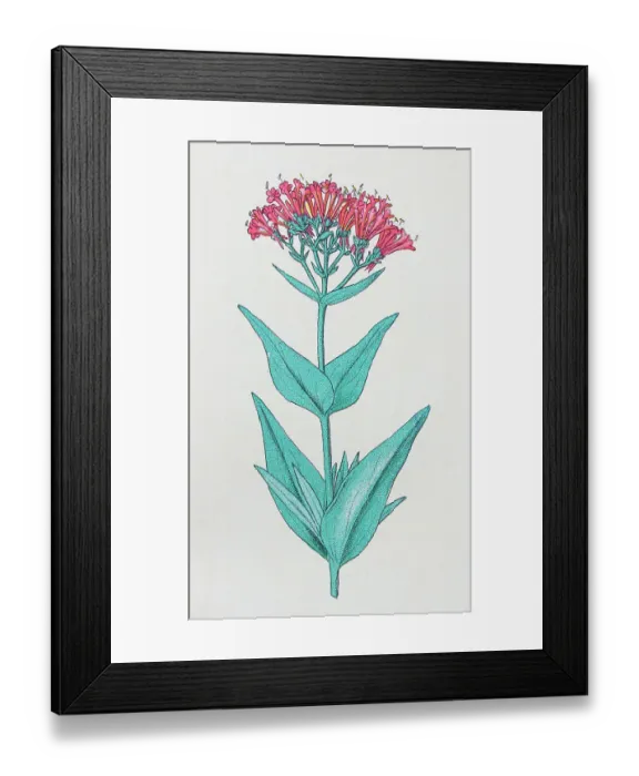 Framed Print : Antique botany illustration: Spur valerian, Centranthus ruber Framed Print : Antique botany illustration: Spur valerian, Centranthus ruber