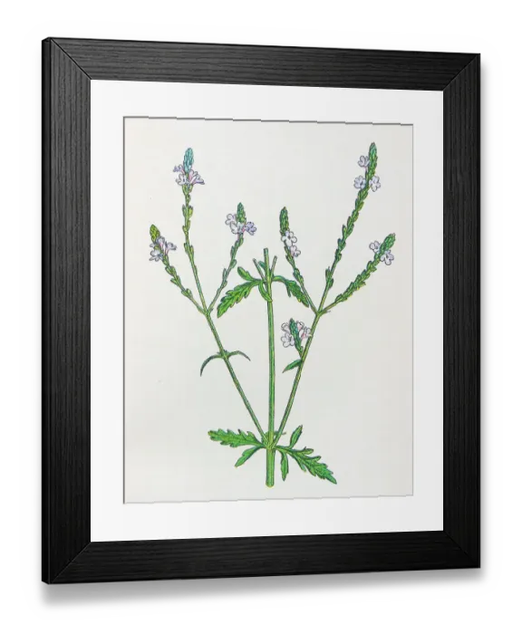 Framed Print : Antique botany illustration: Vervain, Verbena officinalis Framed Print : Antique botany illustration: Vervain, Verbena officinalis