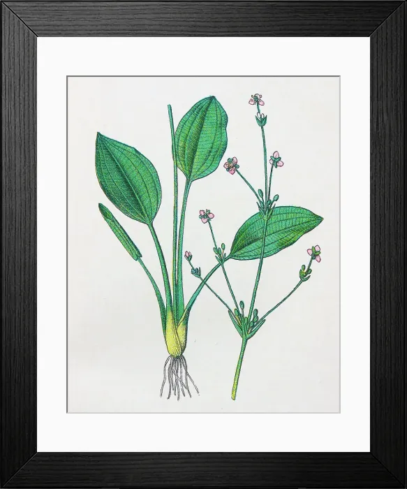 Framed Print : Antique botany illustration: Water Plantain, Alisma Plantago Framed Print : Antique botany illustration: Water Plantain, Alisma Plantago