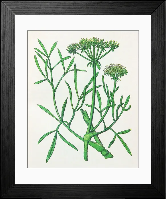 Framed Print : Antique botany illustration: Samphire, Crithmum maritimum Framed Print : Antique botany illustration: Samphire, Crithmum maritimum