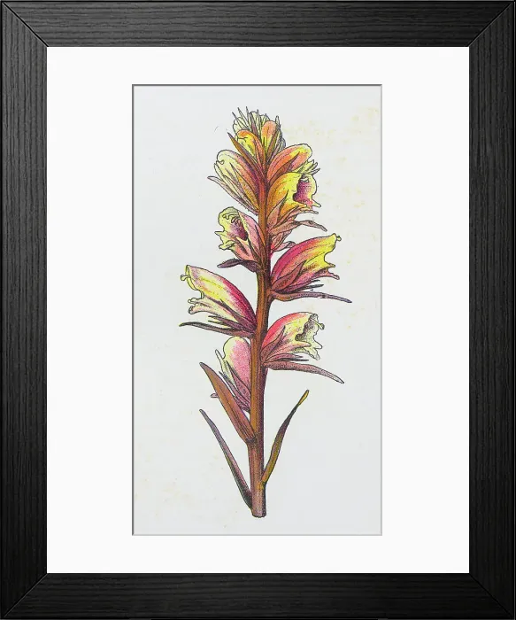 Framed Print : Antique botany illustration: Broom Rape, Orobanche major Framed Print : Antique botany illustration: Broom Rape, Orobanche major