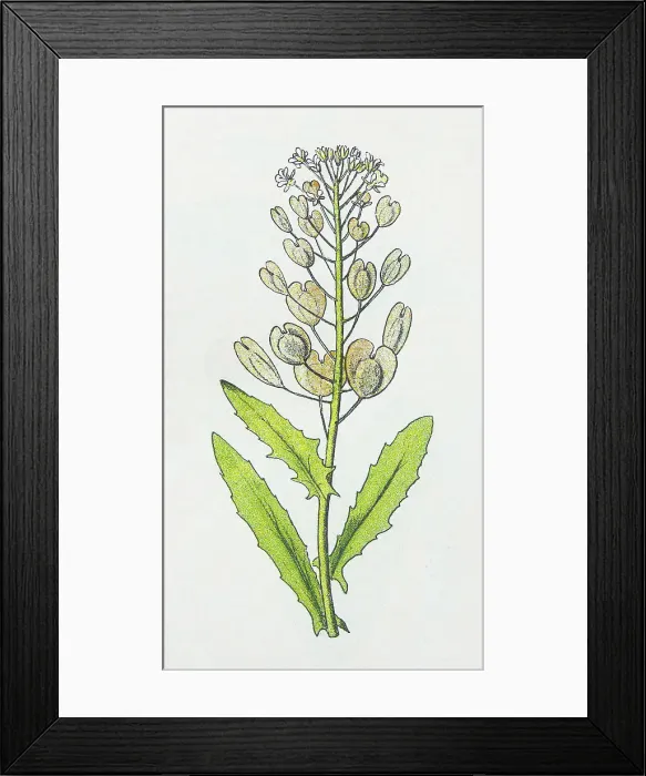 Framed Print : Antique botany illustration: Penny Cress, Thlaspi arvense Framed Print : Antique botany illustration: Penny Cress, Thlaspi arvense