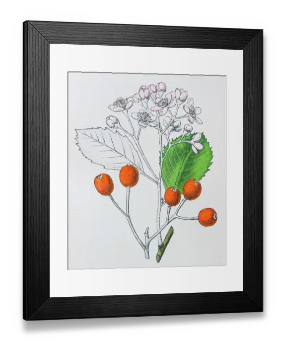 Framed Print : Antique botany illustration: White beam, Pyrus aria Framed Print : Antique botany illustration: White beam, Pyrus aria