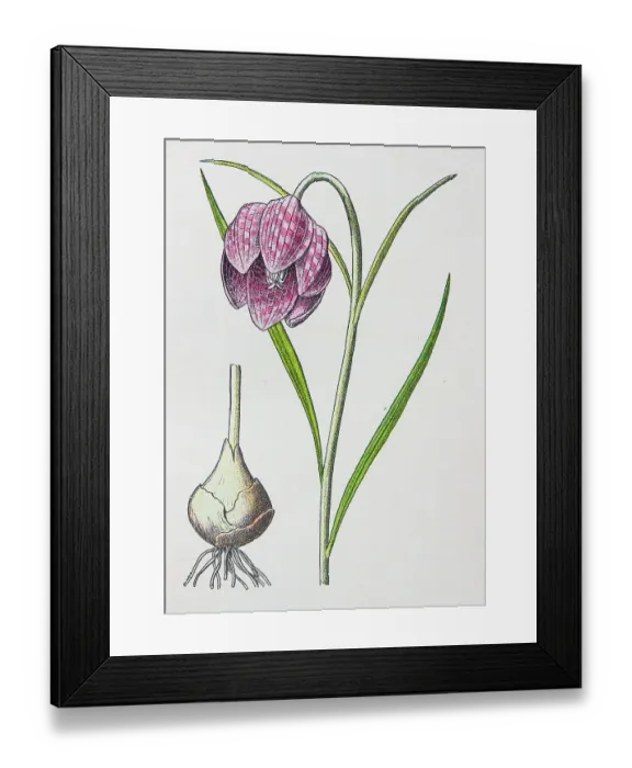 Framed Print : Antique botany illustration: Fritillary, Snake's head, Fritillaria meleagris