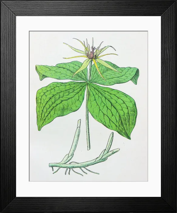 Framed Print : Antique botany illustration: Herb Paris, Paris quadrifolia Framed Print : Antique botany illustration: Herb Paris, Paris quadrifolia