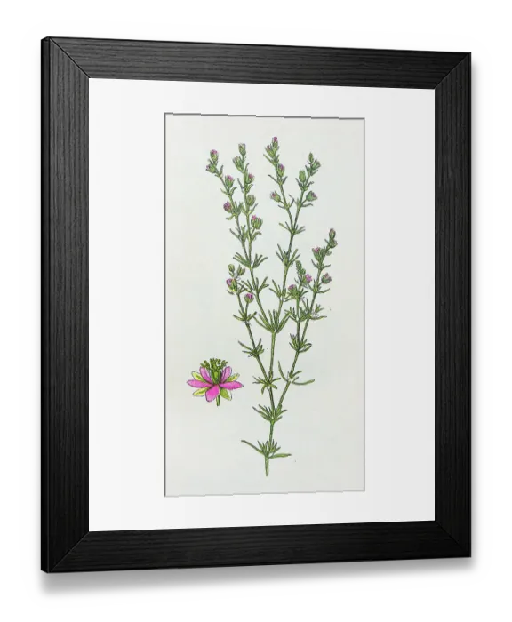 Framed Print : Antique botany illustration: Sandwort Spurrey, Spergularia rubra Framed Print : Antique botany illustration: Sandwort Spurrey, Spergularia rubra