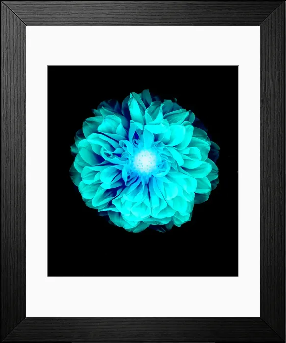 Framed Print : X-ray like image of a flower Framed Print : X-ray like image of a flower