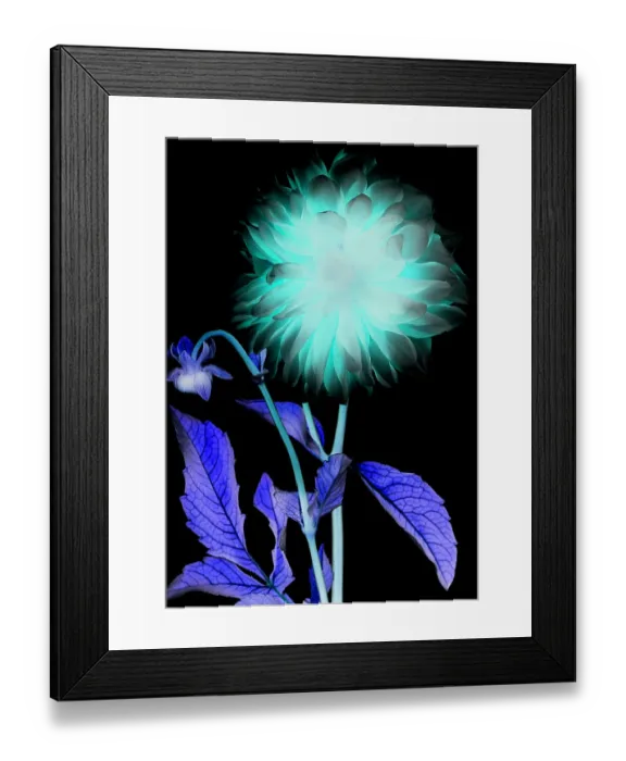 Framed Print : X-ray like image of a flower Framed Print : X-ray like image of a flower