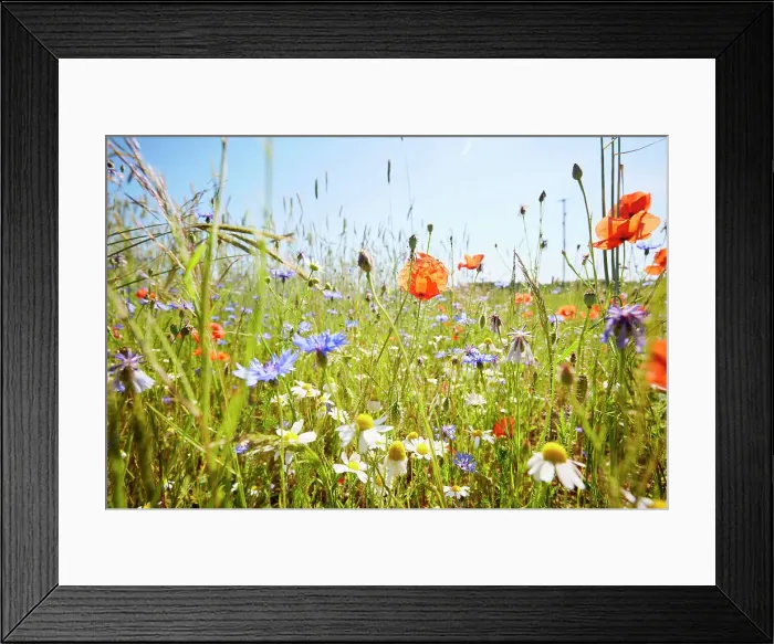 Framed Print : Wild flower meadow with chamomile flowers, poppies and cornflowers against blue sky in summer Framed Print : Wild flower meadow with chamomile flowers, poppies and cornflowers against blue sky in summer