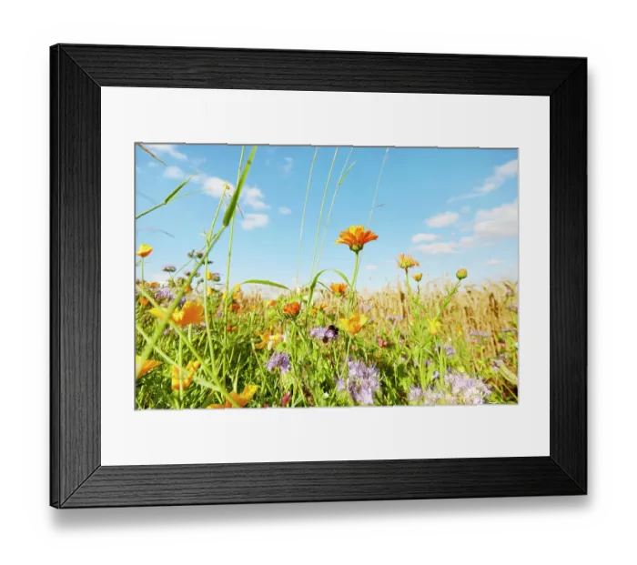 Framed Print : Colorful flowers at the edge of a field against sky in summer, rural scene Framed Print : Colorful flowers at the edge of a field against sky in summer, rural scene