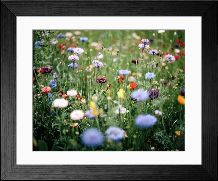 Framed Print : Bunte Blumenwiese Framed Print : Bunte Blumenwiese
