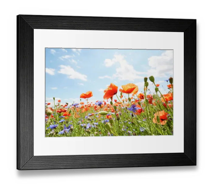 Framed Print : Close-Up of poppies and cornflowers on meadow against sunlight and blue sky