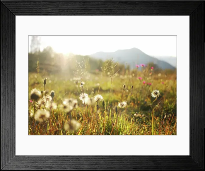 Framed Print : Mountain meadow with hawkweed seeds, low angle view