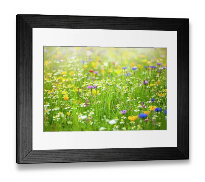Framed Print : A collection of wildflowers in a meadow in the hazy summer sunshine Framed Print : A collection of wildflowers in a meadow in the hazy summer sunshine