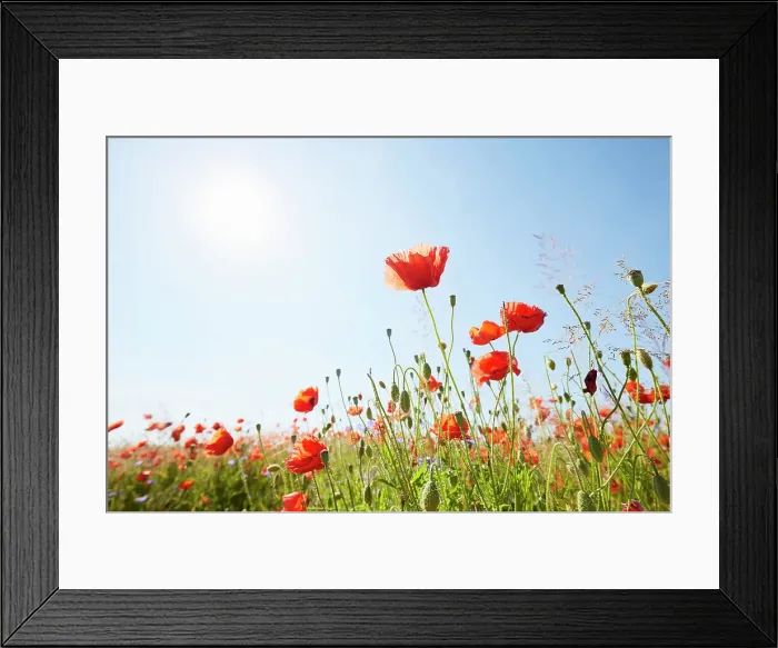 Framed Print : Close-Up of red poppies on meadow against sunlight and blue sky Framed Print : Close-Up of red poppies on meadow against sunlight and blue sky