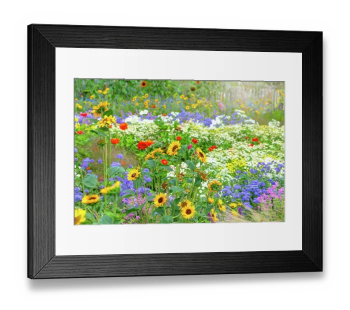 Framed Print : Beautiful, colourful flowers in an English cottage summer garden with sunflowers, Zinnia and grasses in soft sunshine Framed Print : Beautiful, colourful flowers in an English cottage summer garden with sunflowers, Zinnia and grasses in soft sunshine