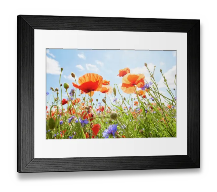 Framed Print : Close-Up of poppies and cornflowers on meadow against sunlight and blue sky