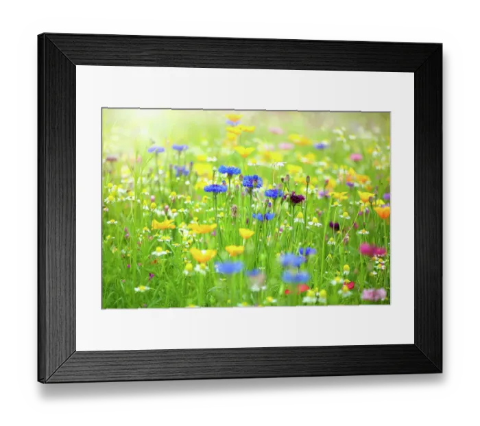 Framed Print : Close-up image of a beautiful summer wildflower meadow in hazy sunshine
