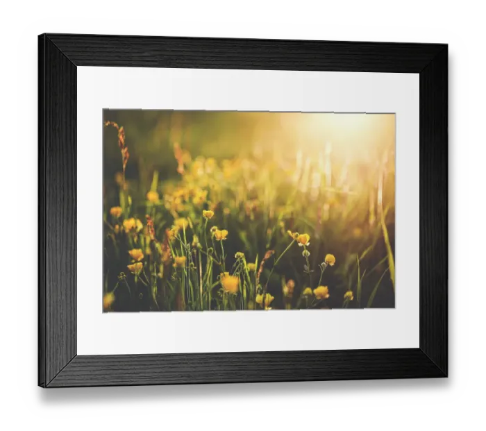 Framed Print : Buttercup sundown Framed Print : Buttercup sundown
