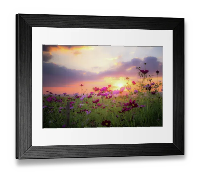 Framed Print : Beautiful rural landscape with sunrise and open meadow Yellow flowers bloom in the spring fields. Wild flowers blooming in the sunset Summer scene view