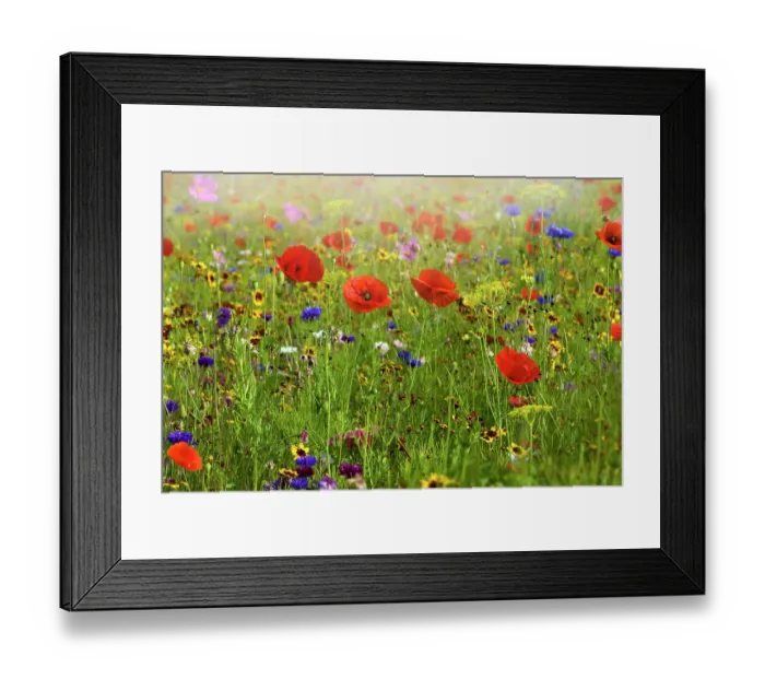 Framed Print : A beautiful summer English wildflower meadow with vibrant red corn poppies in Hazy sunshine
