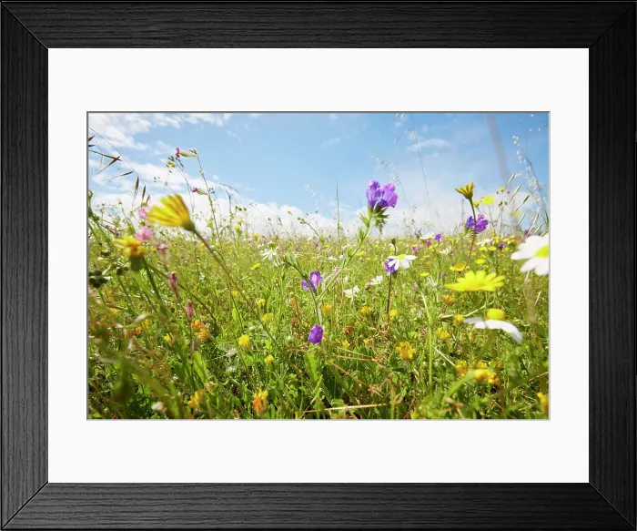Framed Print : Wild flower meadow against sky in summer Framed Print : Wild flower meadow against sky in summer