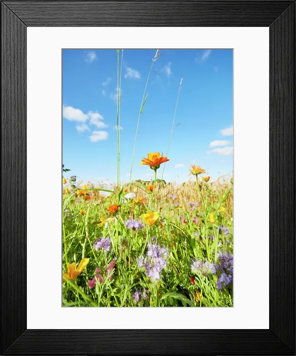 Framed Print : Colorful flowers at the edge of a field against sky in summer, rural scene Framed Print : Colorful flowers at the edge of a field against sky in summer, rural scene