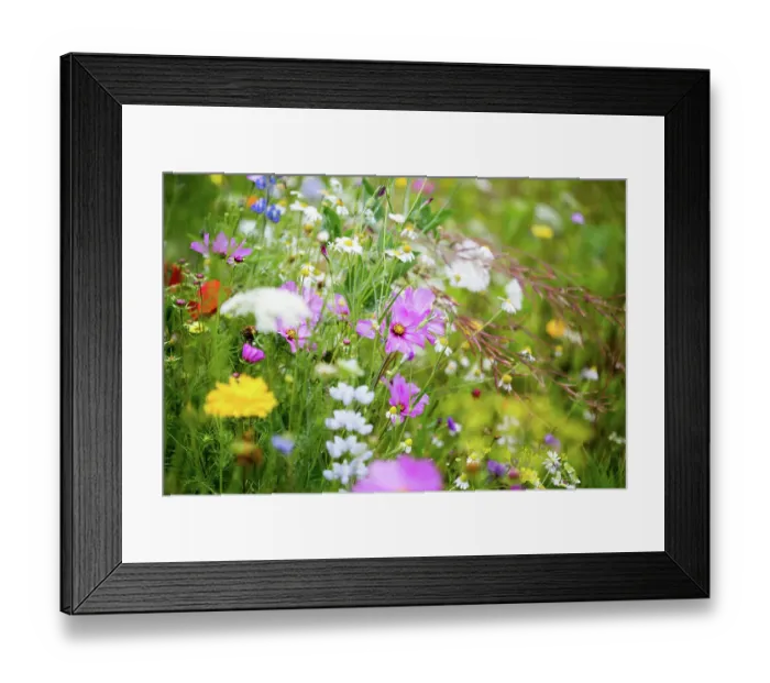 Framed Print : Wildflowers Framed Print : Wildflowers